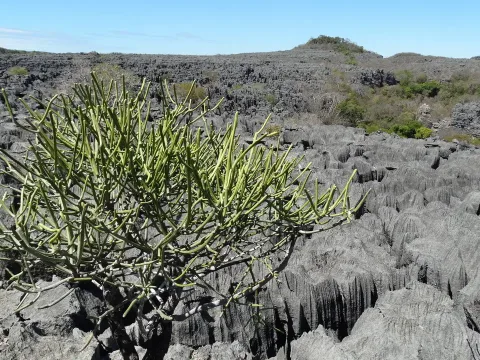 Nationalpark Ankarana