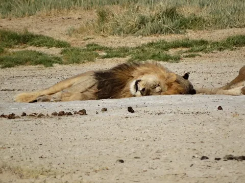 Etosha I