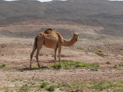 Wadi Bani Khalid et les dunes de Sharqiya
