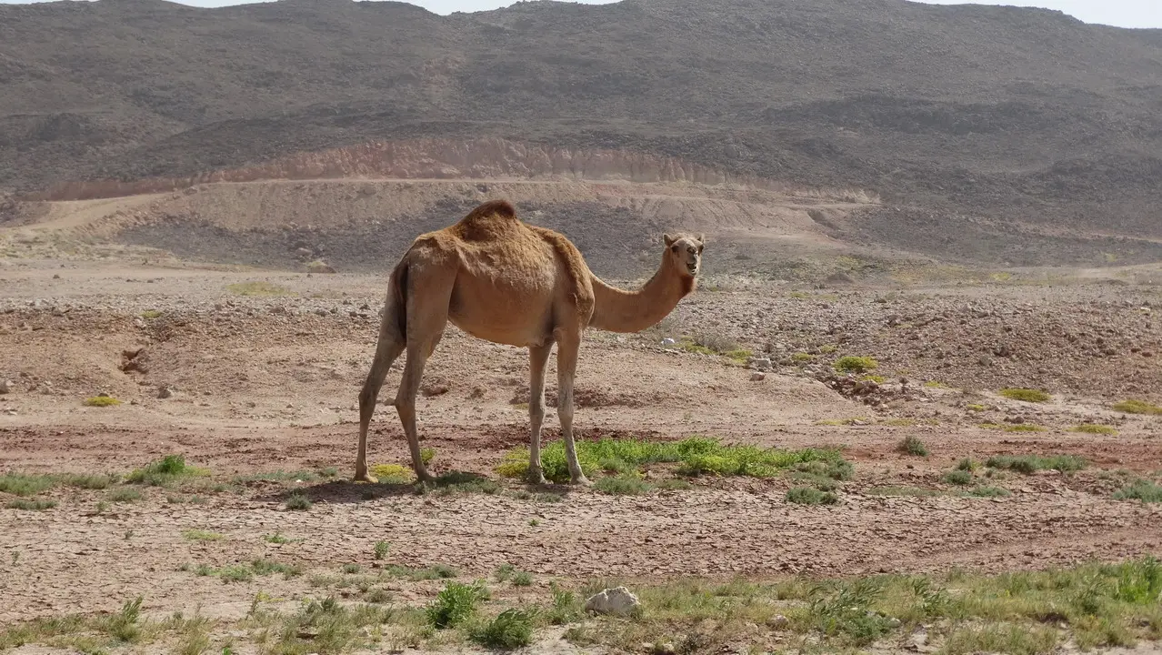 Wadi Bani Khalid e Sharqiya Sands