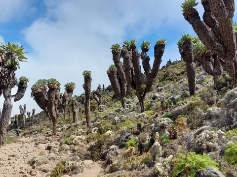 Kilimandżaro 3: z obozu Shira do obozu Barranco