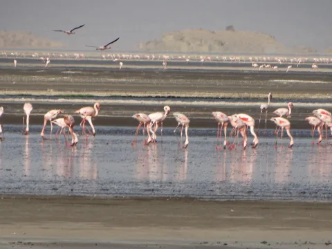 Jezioro Natron
