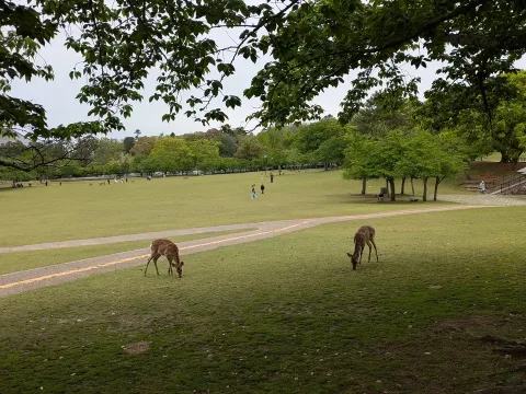 Nara et Kyoto III