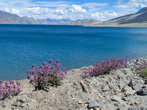 Pangong Tso (lake)