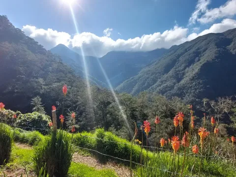 Vallée de Cocora