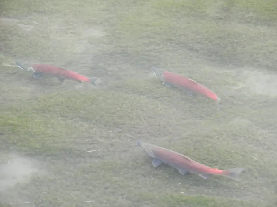Pesci salmoni nuotano in un fiume nebbioso.