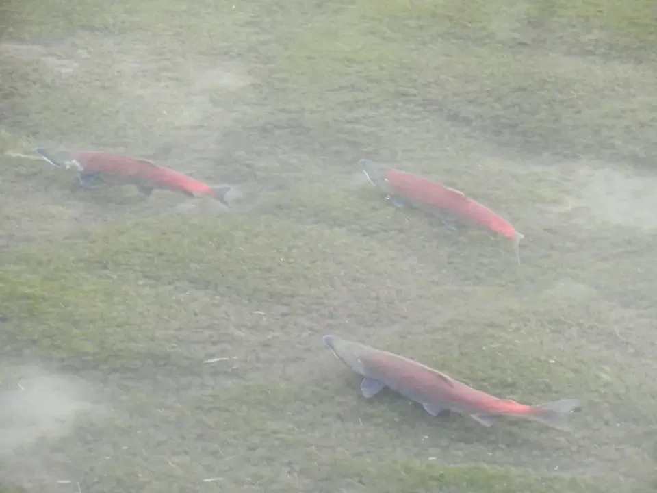 Pesci salmoni nuotano in un fiume nebbioso.