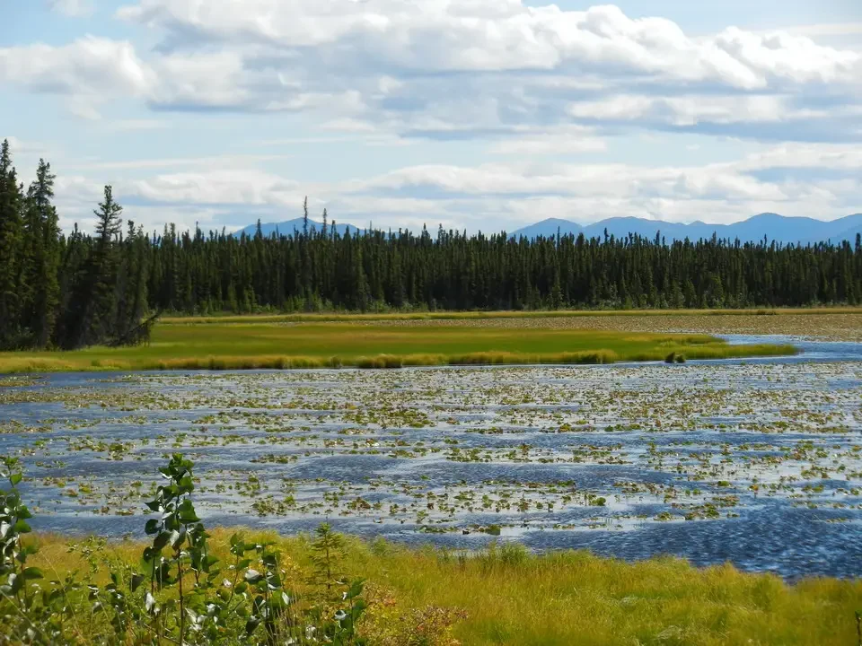 A vast landscape shows a coniferous forest extending beyond a body of water.