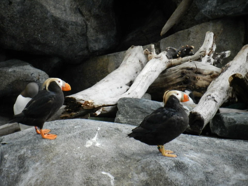 Two sea birds are perched on rocks with woody trunks.