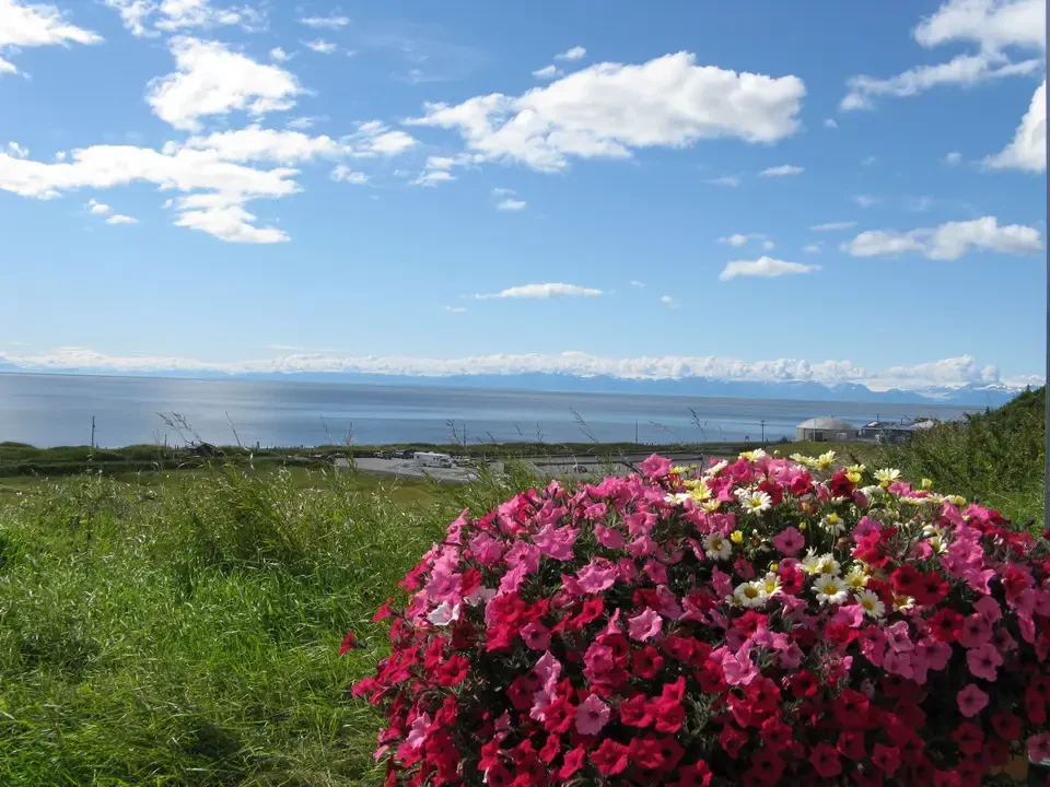 Fields of flowers facing the sea with mountains in the background.
