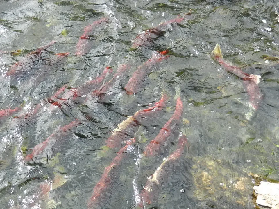 Salmon fish swim in a river.