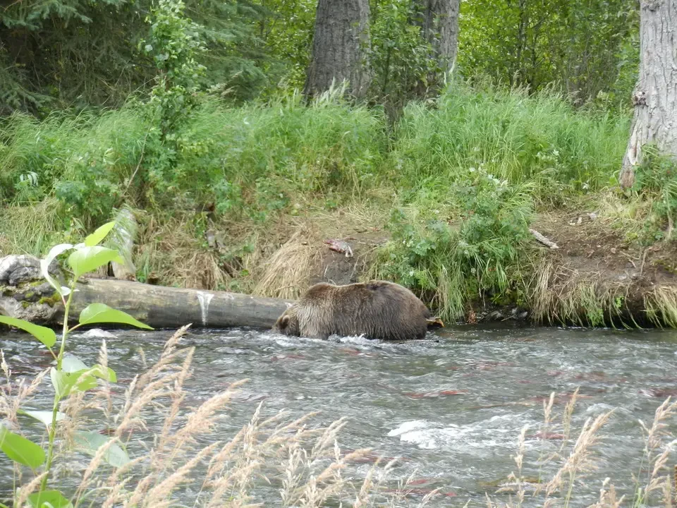 A salmon hunting bear is swimming in a forested river.