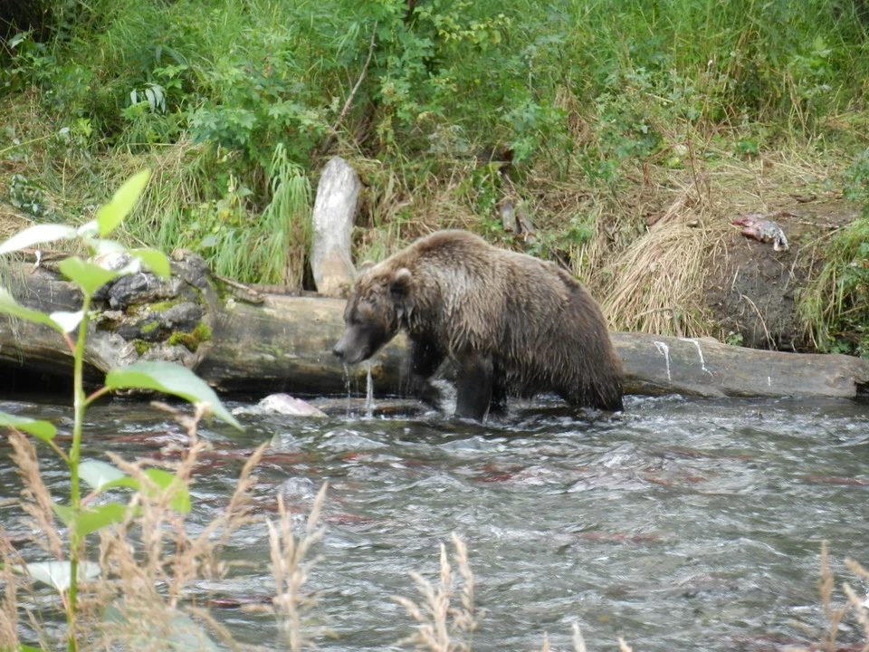 A bear hunting salmon crosses a river.