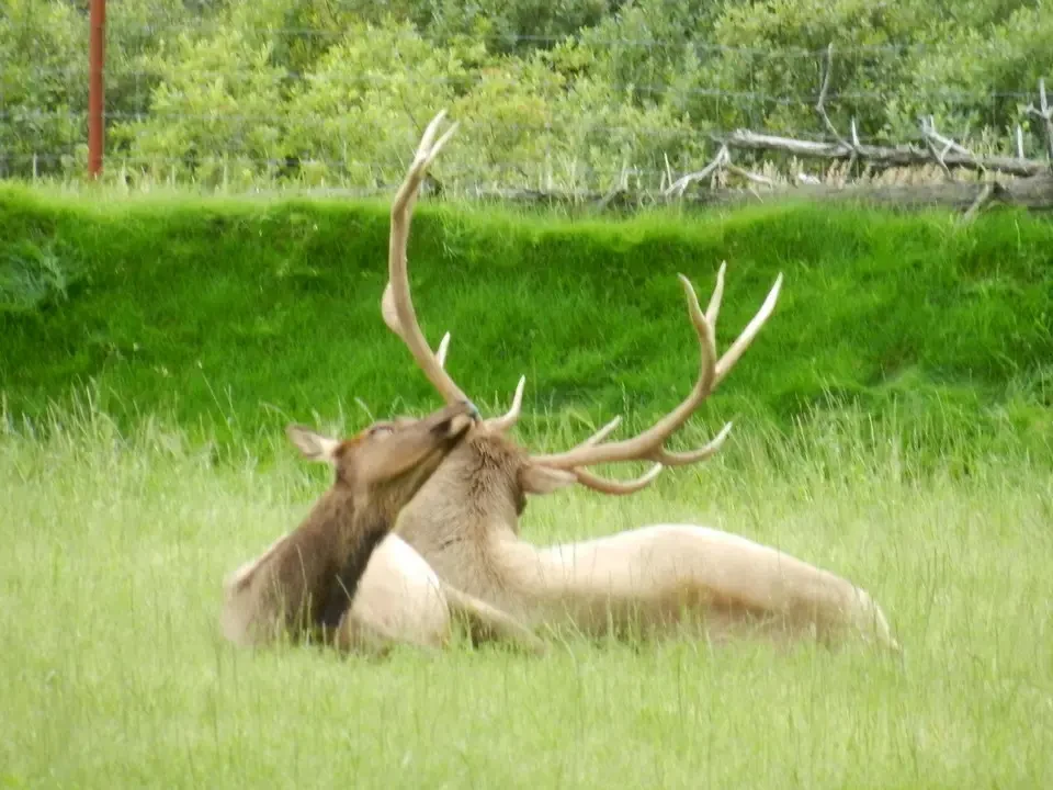Two moose feed in the green grass.