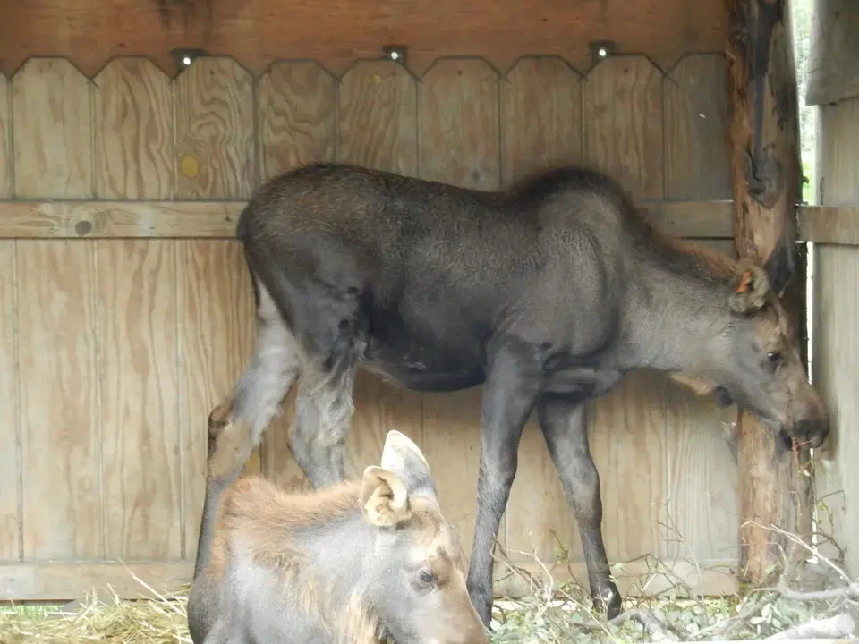 An adult moose and a young deer feed in a corral.