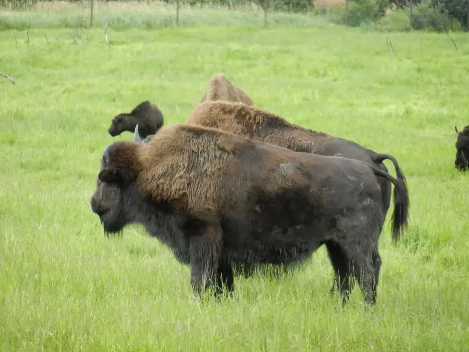 Brown animals graze in a green field.
