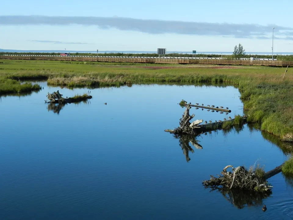 An aquatic landscape with vegetation and poles in the foreground.