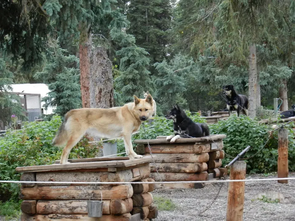 A light-colored dog is placed on a wooden structure outdoors.
