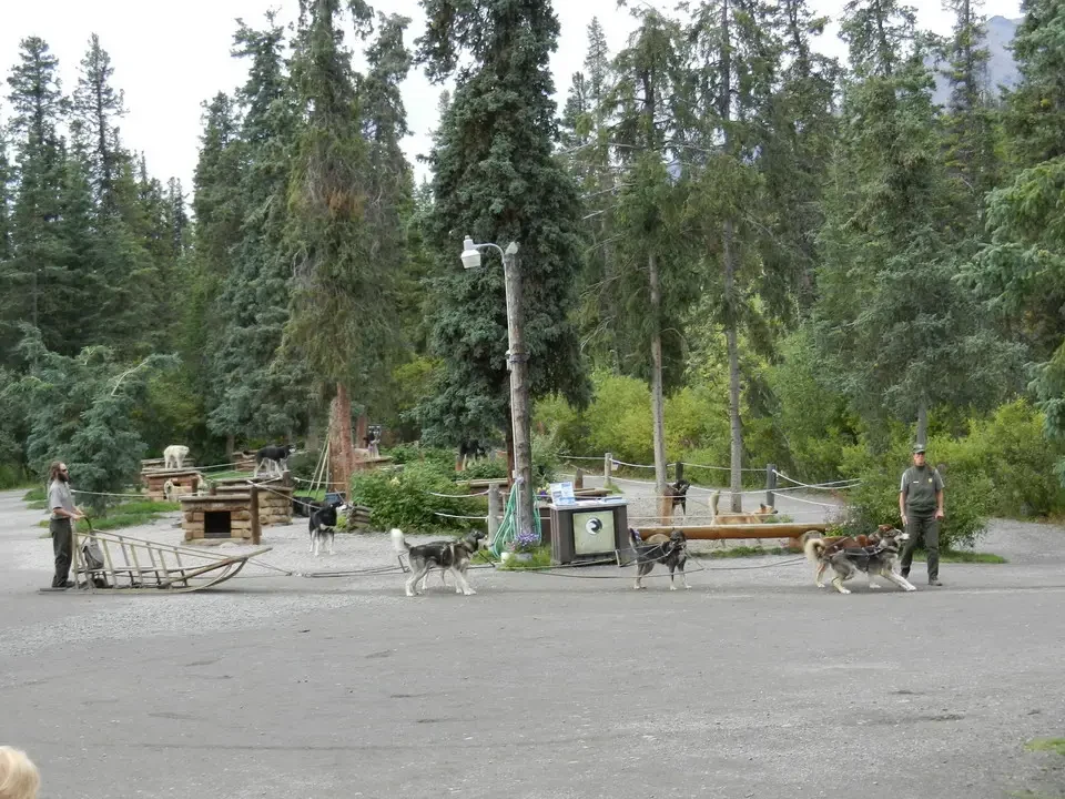 Dogs haul sleds through a wooded landscape.