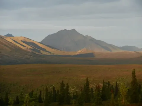 Denali by Bus