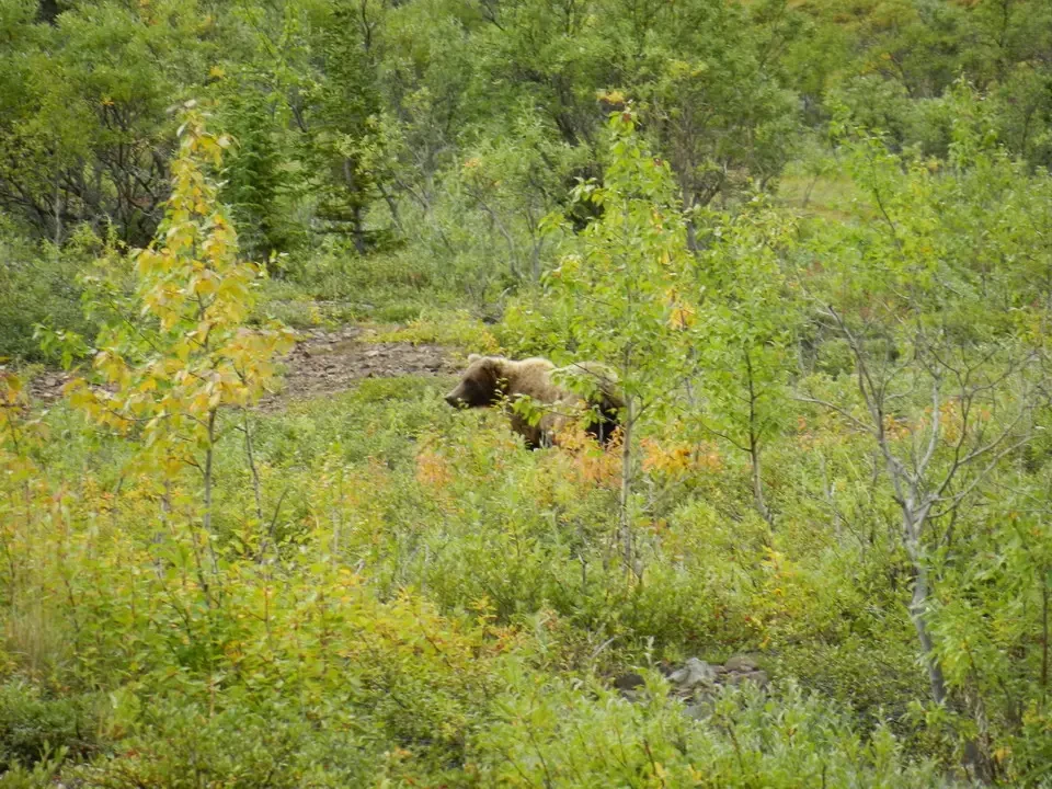 A brown bear hides among the lush vegetation.