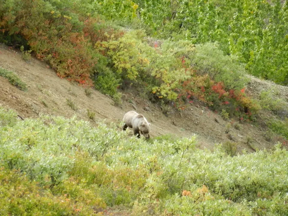 A bear walks on a grassy, wooded slope.