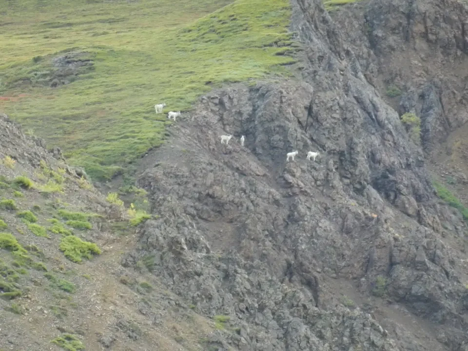 Dogs graze lie on a rocky and green slope.