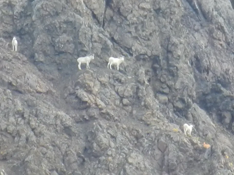 Some white animals graze on a rocky slope.