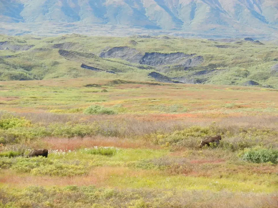 A moose stands in a mountain prairie landscape.
