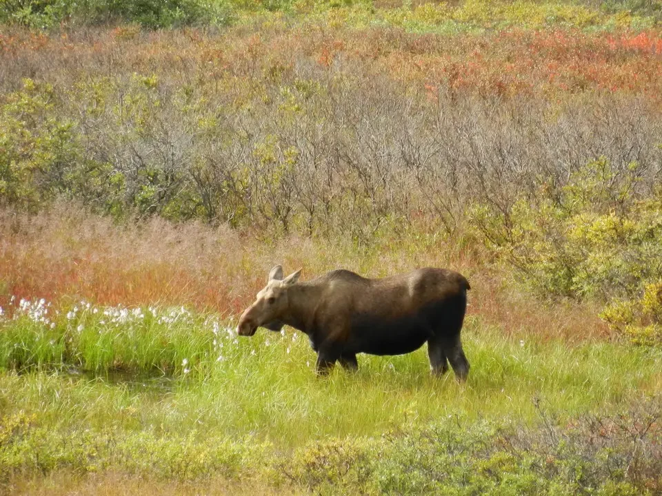 A moose feeds in the grass of a wooded landscape.