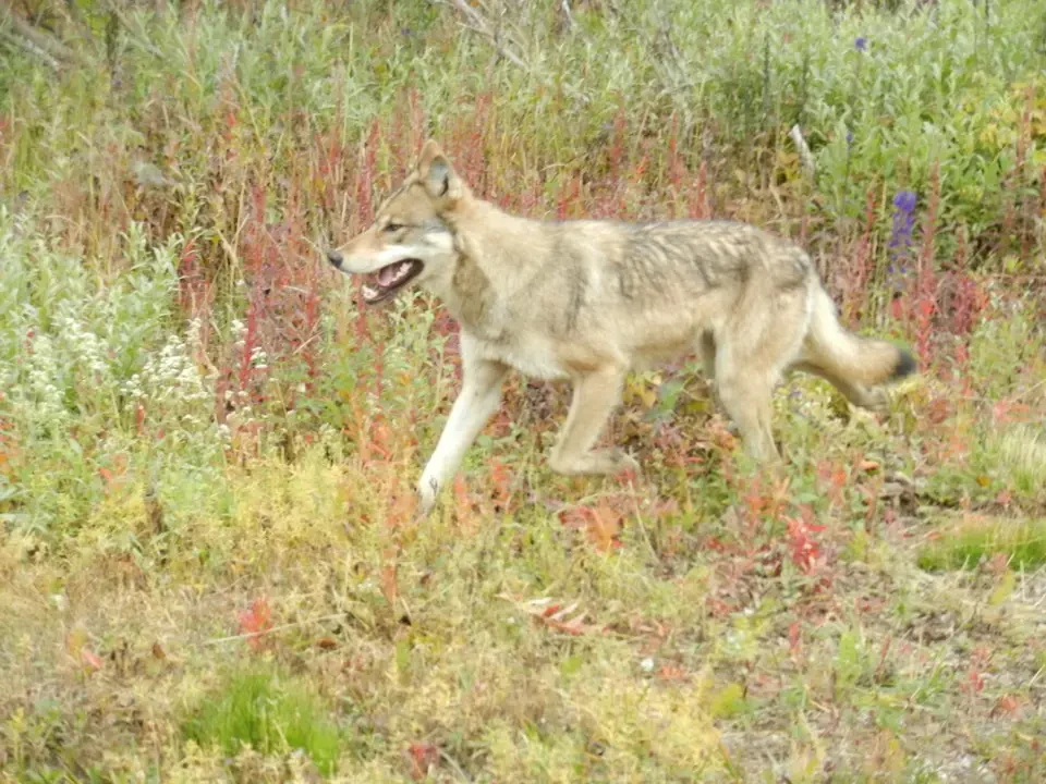 A coyote walks through grassy and flowery vegetation.