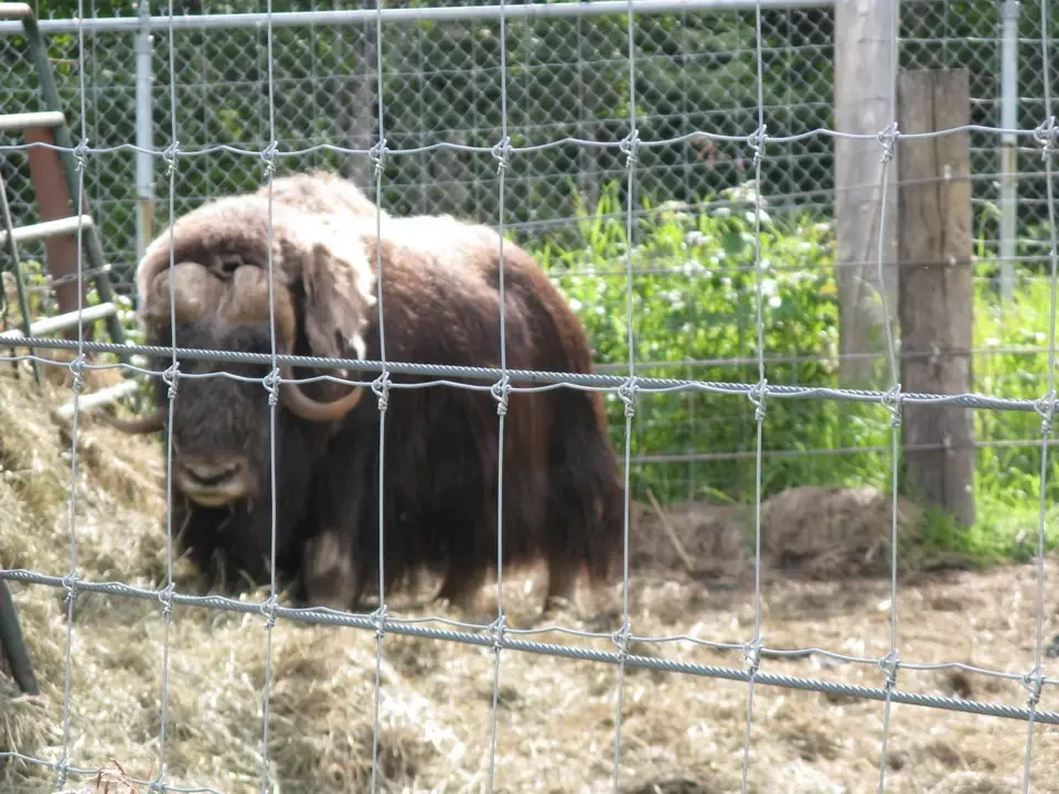 A brown-haired cattle is seen behind a chain-link fence.
