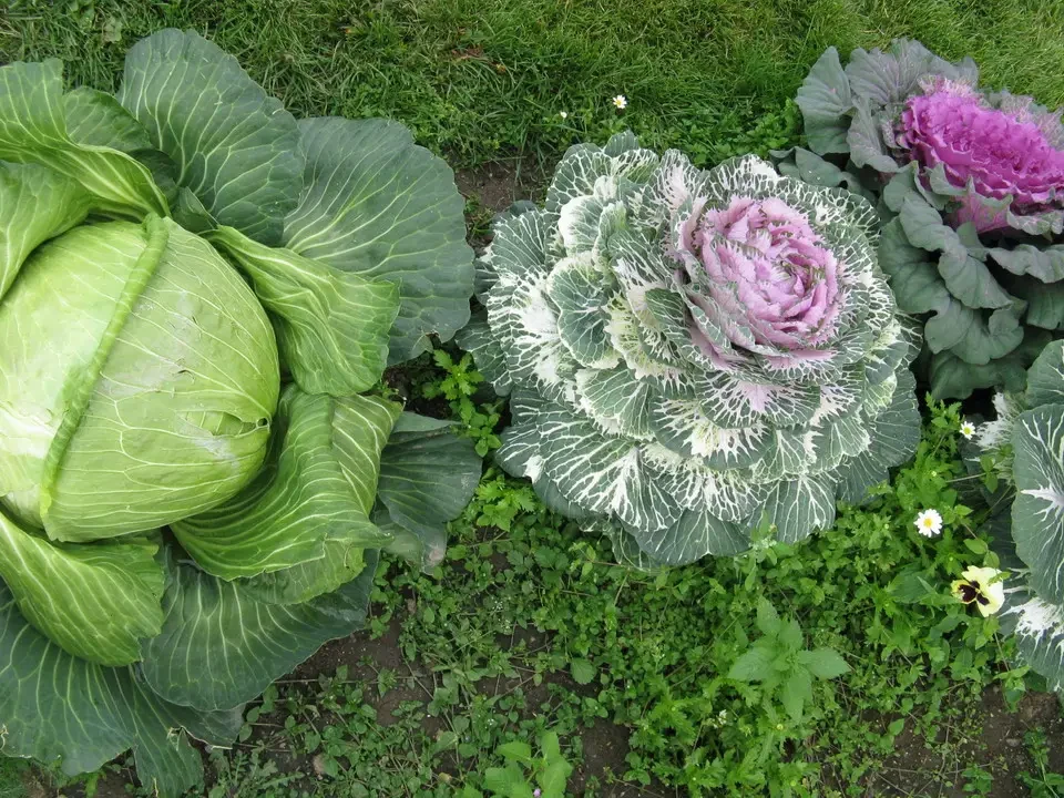 Vegetables and cabbage grow in an outdoor garden.
