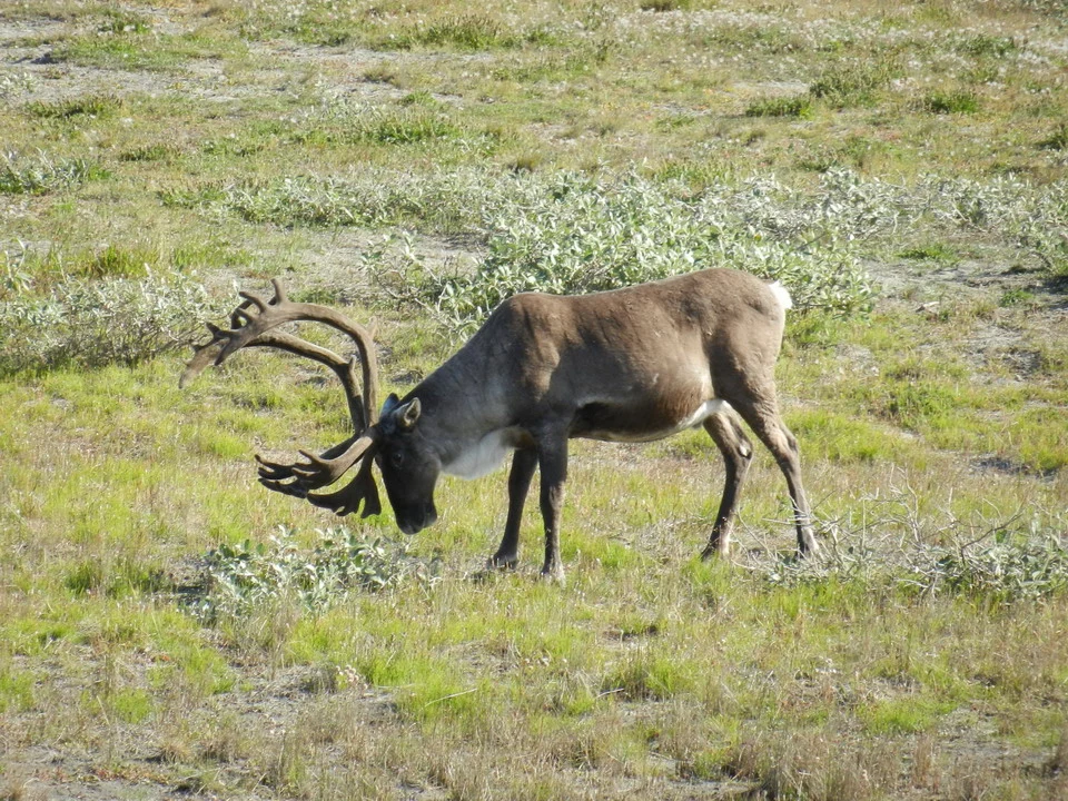 A moose with large antlers feeds on grass in an open field.