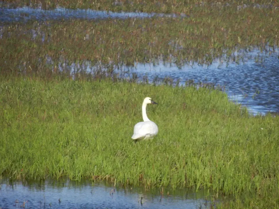 A white swan lies among the marsh reeds near the water.