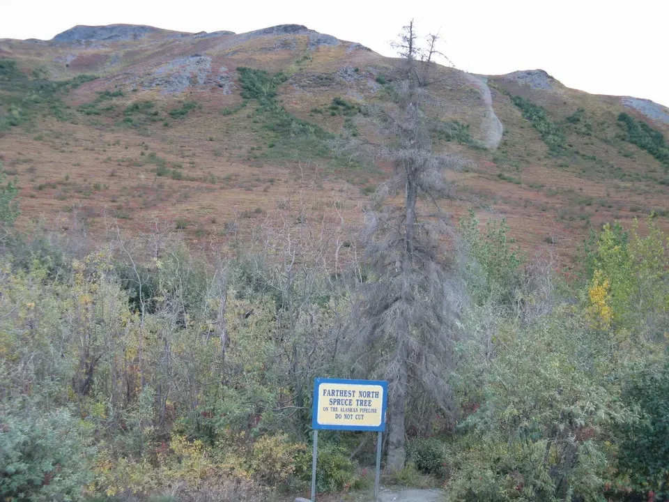 A fir tree stands on a grassy hill with a warning sign.