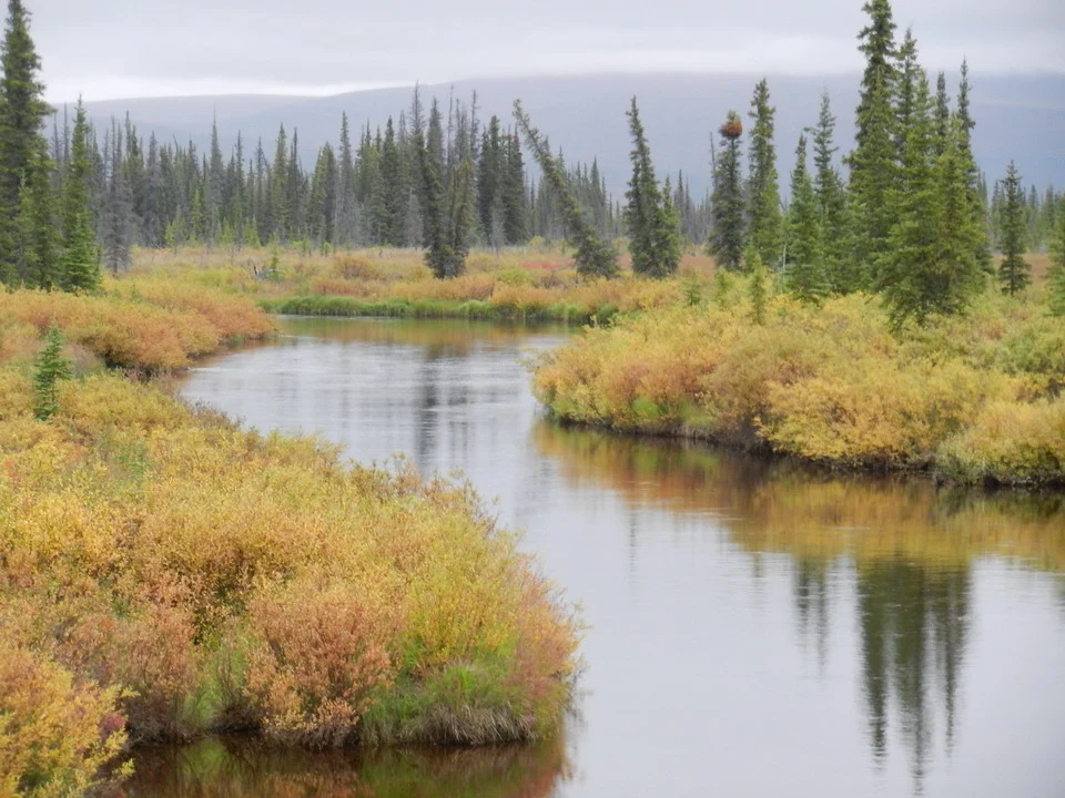 A quiet river flows through an area of wooded vegetation and shrubs.
