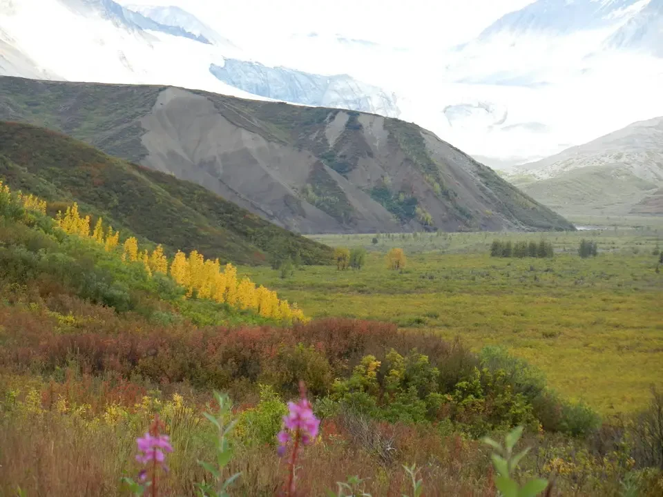 Mountain landscape with yellow vegetation in the foreground and snow-capped mountains in the background.