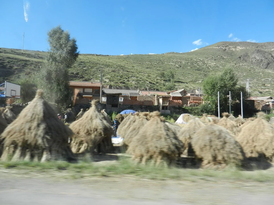 Campi di grano seccato in una zona rurale della Cina.