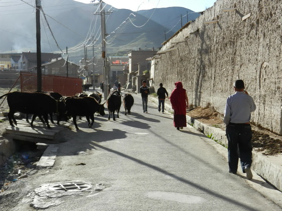 Bovini attraversano una strada stretta con edifici in Cina.