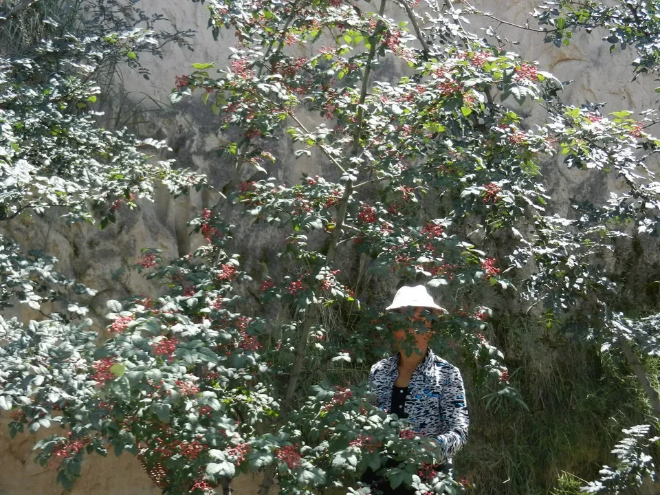 Alberi frondosi con bacche rosse crescono su una ripida collina in Cina.