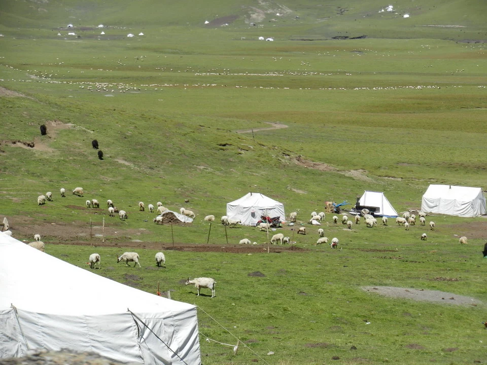 Paesteggi di pecore in un pascolo montano in Cina.