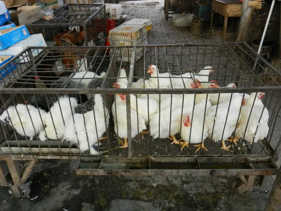 Mercato di animali vivi in una zona rurale della Cina.