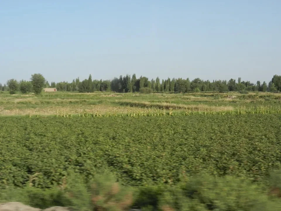 Un vasto campo verde con una linea di alberi sotto un cielo limpido.