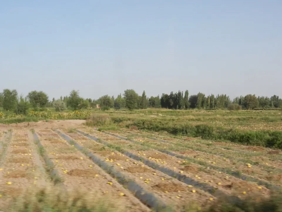 Un campo coltivato con alberi lungo l'orizzonte in Cina.