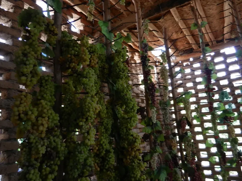 Grappoli d'uva appesi in una struttura rustica all'interno di una cantina cinese.