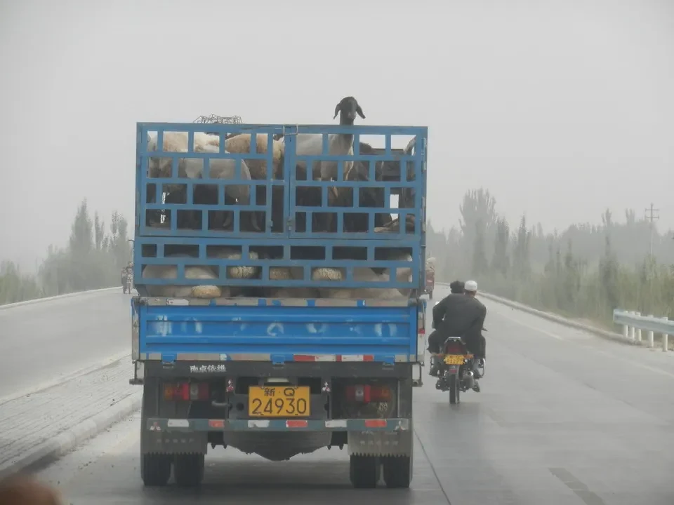Un camion trasporta bestiame su una strada in Cina.