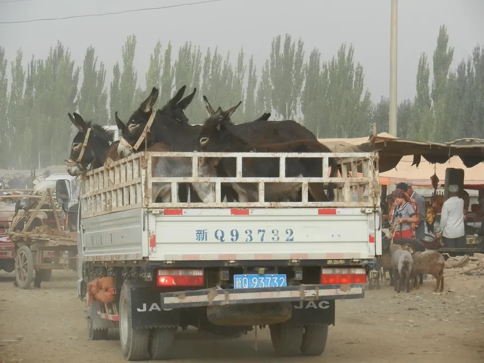 Un mercato di bestiame con capi di bestiame trasportati su un camion in Cina.