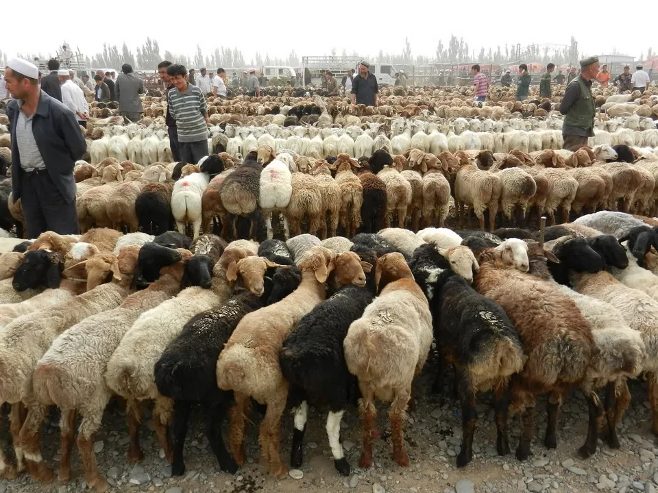 Una mandria di pecore si trova in un mercato al pascolo in Cina.