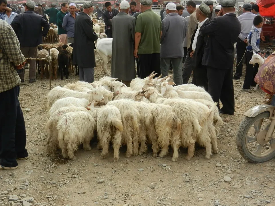 Un mercato di bestiame in una zona rurale della Cina mostra pecore e persone che interagiscono con la merce.